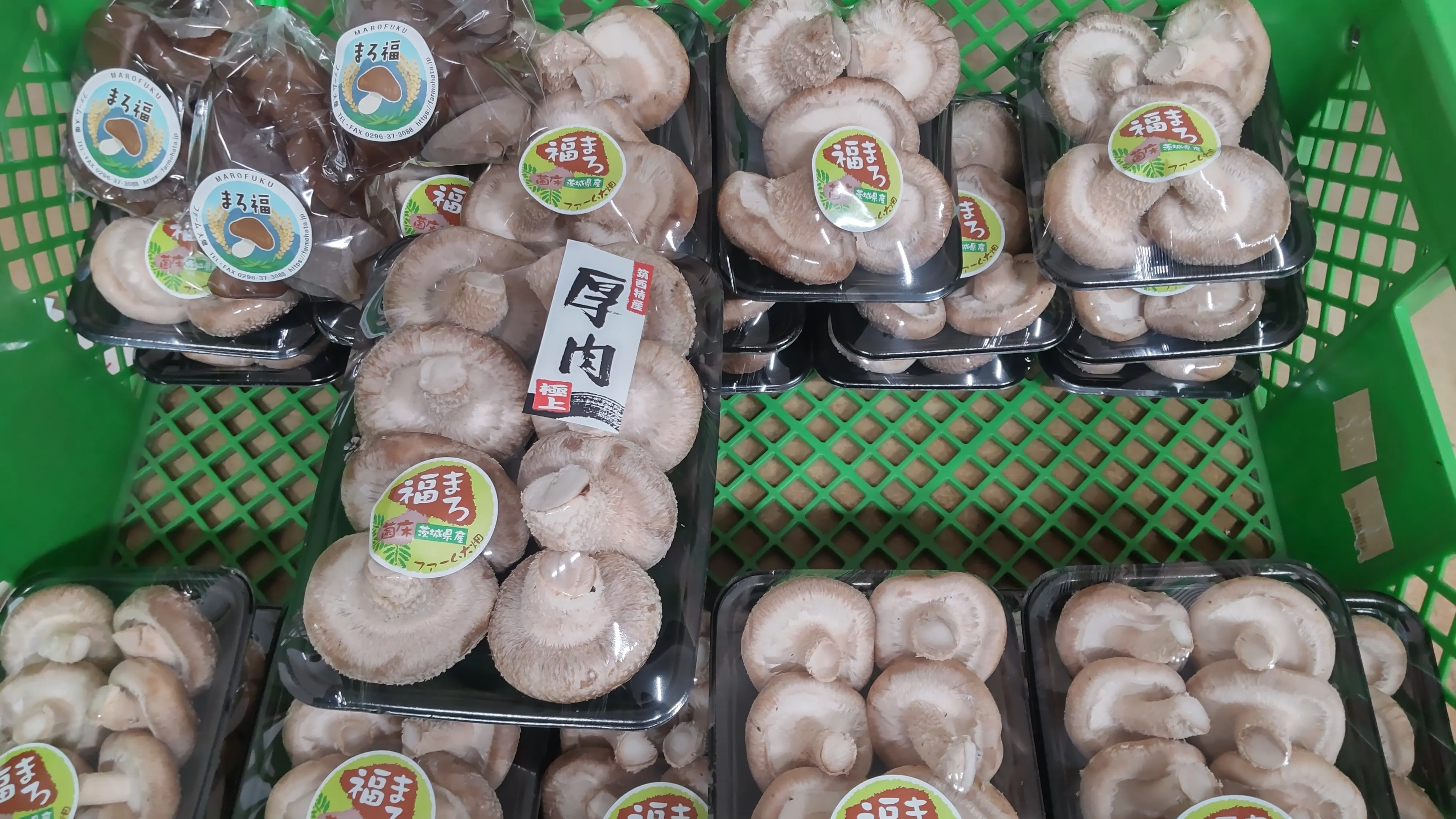 日本唯一の種菌を使った幻の『まろ福しいたけ』、ぷりぷりコリコリ食感・鉄分豊富な国産『キクラゲ』